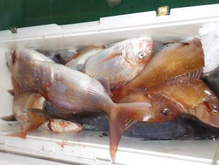 第二むつ漁丸 釣果