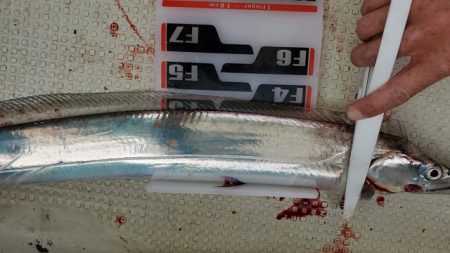 遊漁船 ニライカナイ 釣果