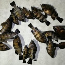 TOPGUN名古屋 釣果