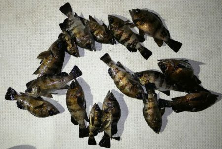 TOPGUN名古屋 釣果