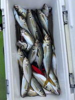 久里浜黒川本家 釣果