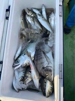 久里浜黒川本家 釣果