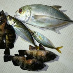 TOPGUN名古屋 釣果