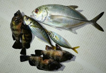 TOPGUN名古屋 釣果