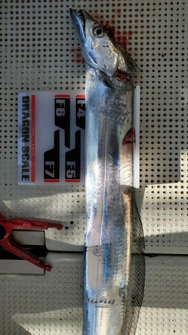 遊漁船 ニライカナイ 釣果