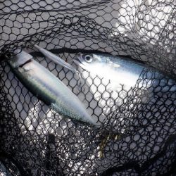 開進丸 釣果