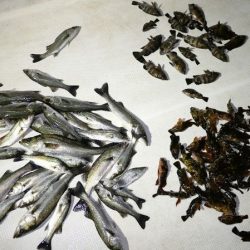 TOPGUN名古屋 釣果