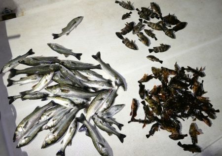 TOPGUN名古屋 釣果