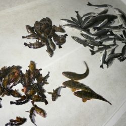 TOPGUN名古屋 釣果