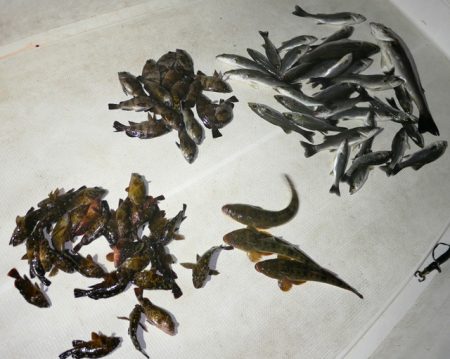 TOPGUN名古屋 釣果