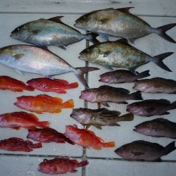 TOPGUN名古屋 釣果