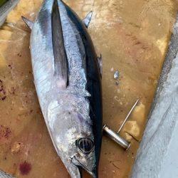 へいみつ丸 釣果