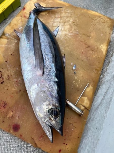 へいみつ丸 釣果