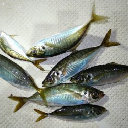 TOPGUN名古屋 釣果