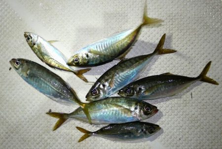 TOPGUN名古屋 釣果