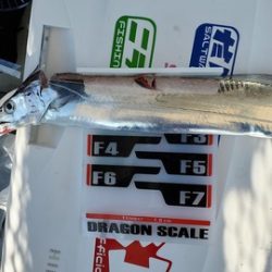 遊漁船 ニライカナイ 釣果