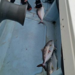 第五慶門丸 釣果