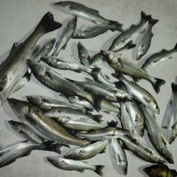 TOPGUN名古屋 釣果