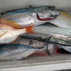 遊漁船 新鋭丸 釣果