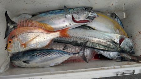 遊漁船 新鋭丸 釣果