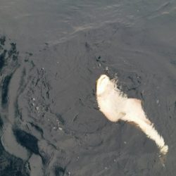 第五慶門丸 釣果