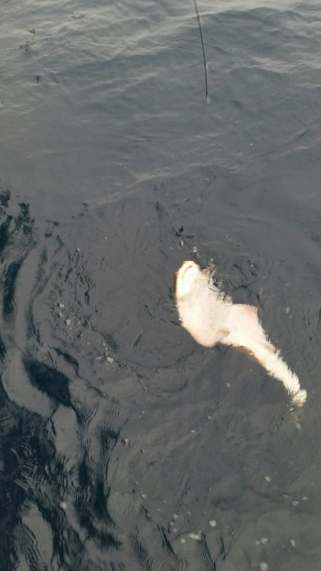 第五慶門丸 釣果