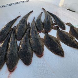 Magic（マジック） 釣果