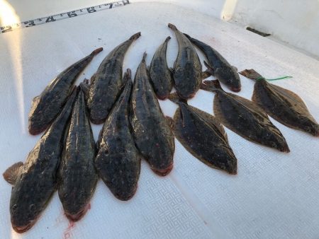 Magic（マジック） 釣果