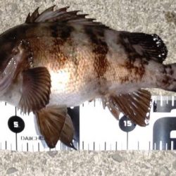 風が強く厳しい釣行でした