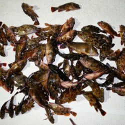 TOPGUN名古屋 釣果