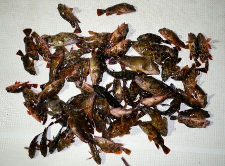 TOPGUN名古屋 釣果