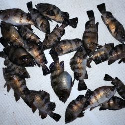 TOPGUN名古屋 釣果