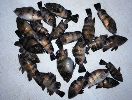 TOPGUN名古屋 釣果