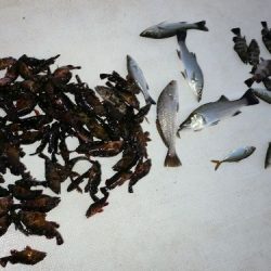 TOPGUN名古屋 釣果