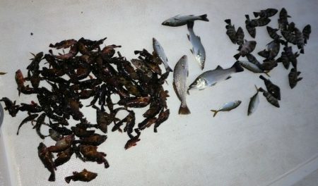 TOPGUN名古屋 釣果