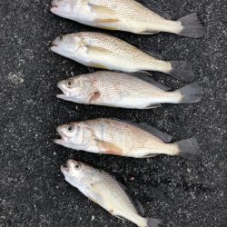 ボトムの様子がよく分かるアッパーキャストジグ【がまかつちょい投げ　インプレッション】