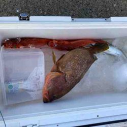 龍宮丸 釣果