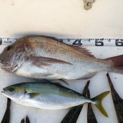 Magic(マジック) 釣果