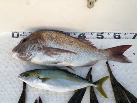 Magic(マジック) 釣果