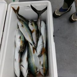 ファイヤードルフィン 釣果