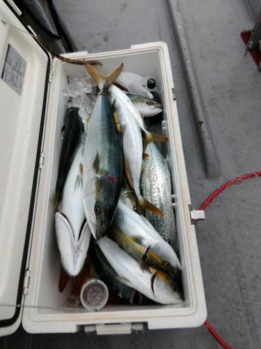 ファイヤードルフィン 釣果