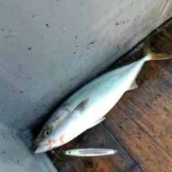 ファイヤードルフィン 釣果