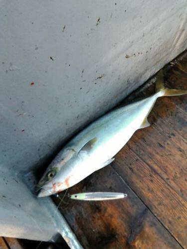 ファイヤードルフィン 釣果