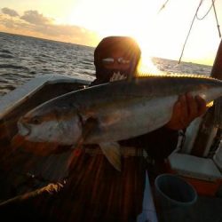 ファイヤードルフィン 釣果