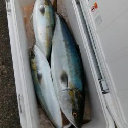 ファイヤードルフィン 釣果