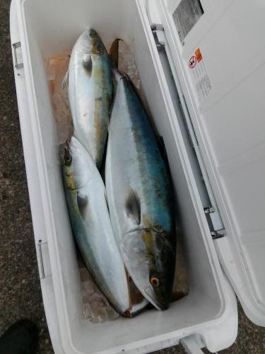 ファイヤードルフィン 釣果