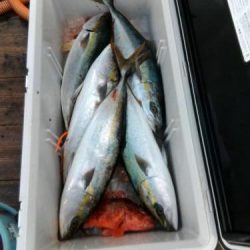 ファイヤードルフィン 釣果