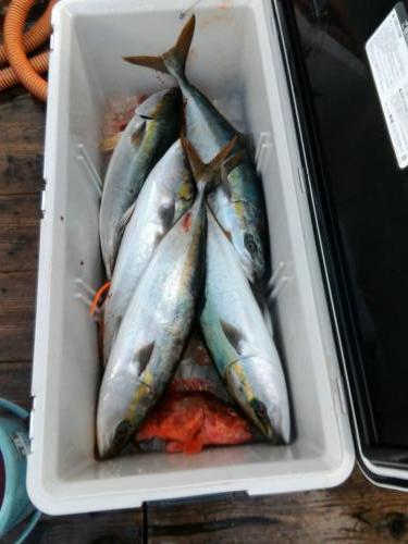 ファイヤードルフィン 釣果