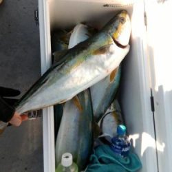 ファイヤードルフィン 釣果