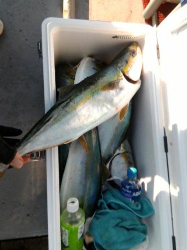 ファイヤードルフィン 釣果